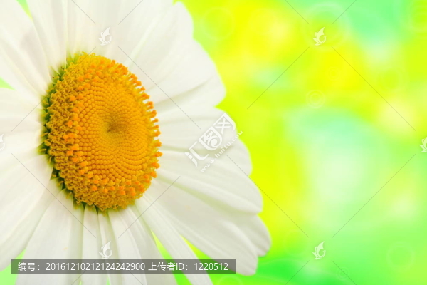 甘菊特寫在綠色背景。