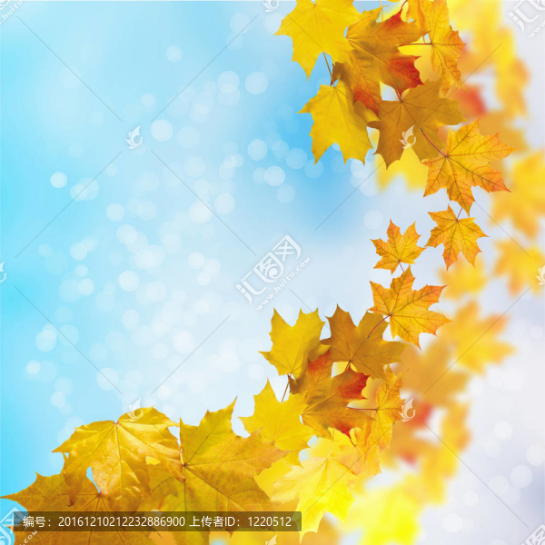 紅黃樹葉