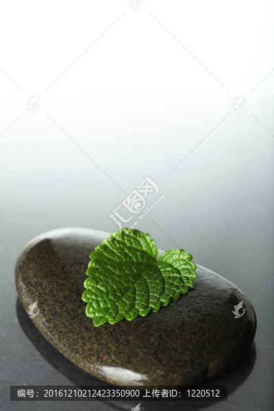 葉在石頭上