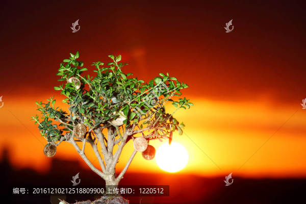 盆景-匯圖網(wǎng) www.fosd68.com 盆景