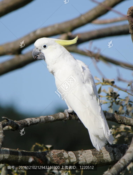 小葵花鳳頭鸚鵡