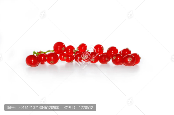 紅醋栗
