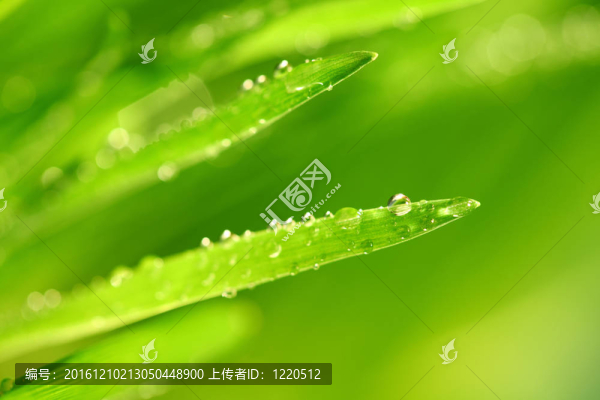 草自然背景