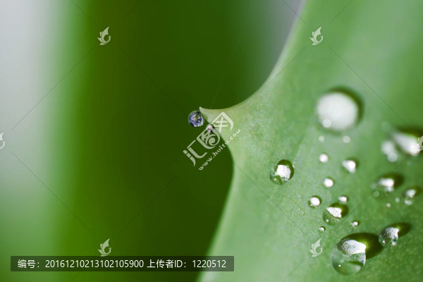 蘆薈