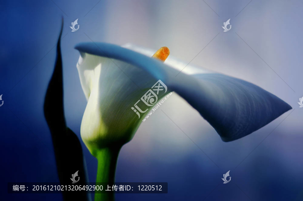 漂亮的馬蹄蓮