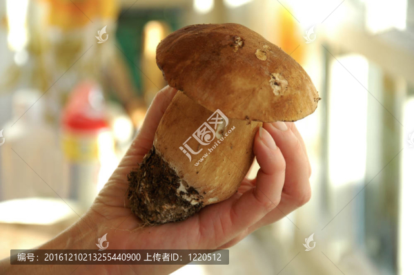手鮮牛肝菌