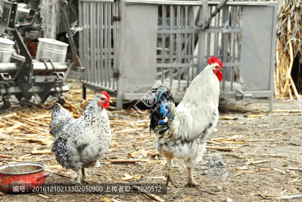 田園農(nóng)場(chǎng)的母雞