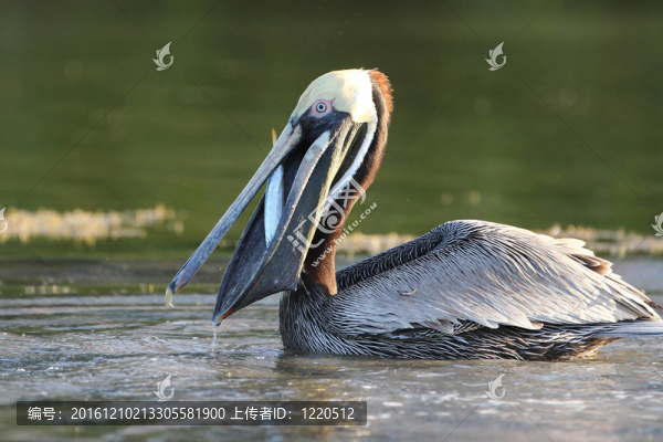 Brown,Pelican吃魚(yú)