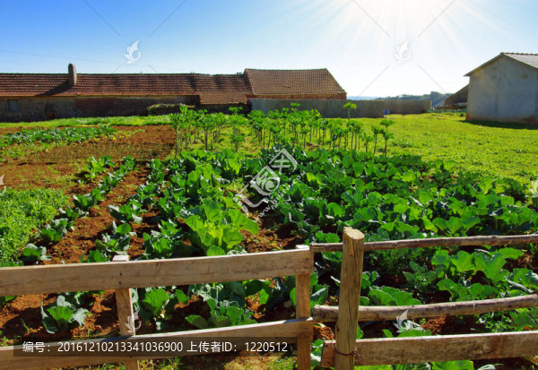 蔬菜農(nóng)場