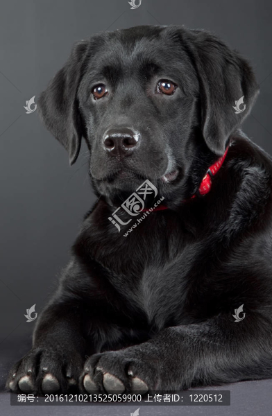 黑色的拉布拉多獵犬