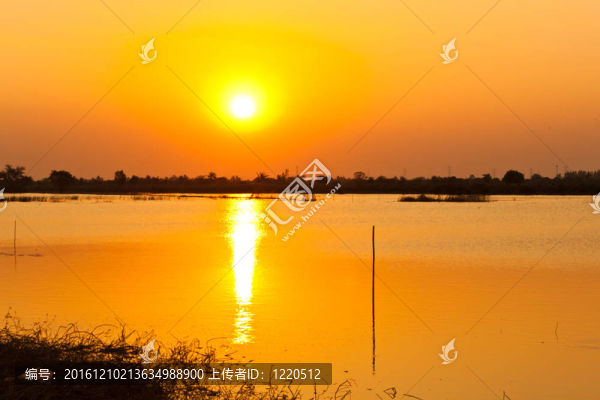 美麗的夕陽紅
