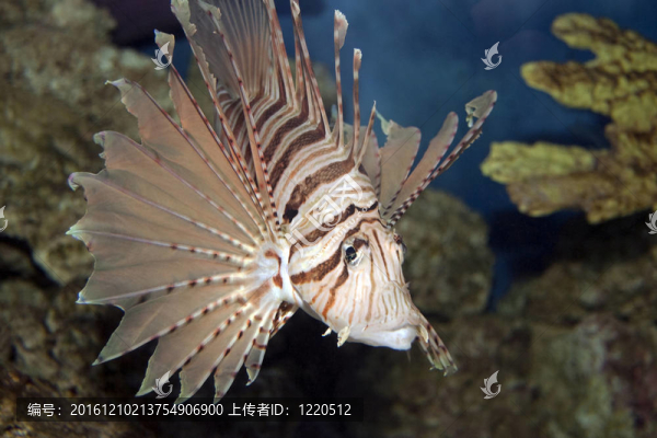 獅子魚在科勒爾