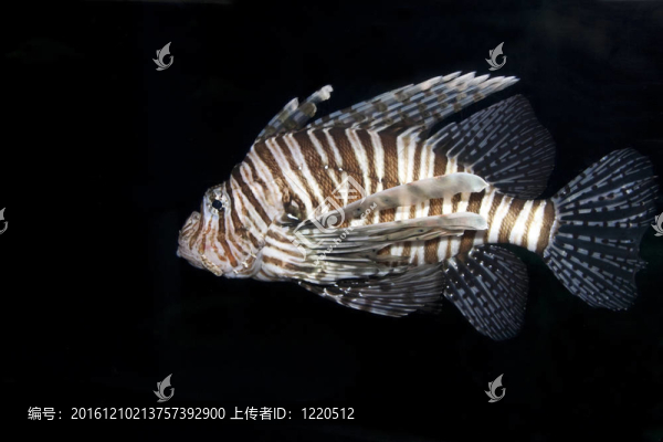 單身的獅子魚