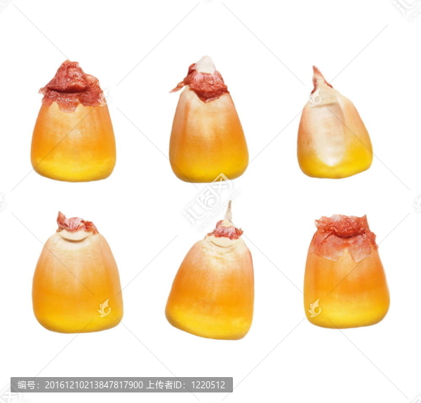 白色大粒玉米