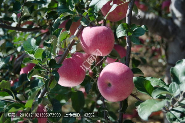 蘋果,紅蘋果