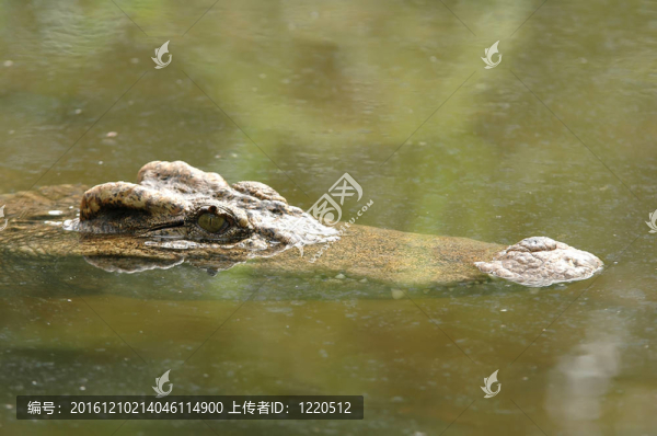 鱷魚在水中