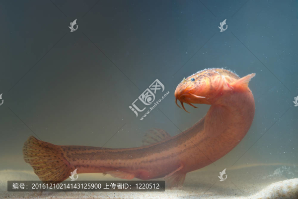 泥鰍游泳