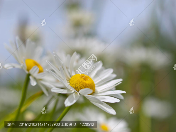 牛眼雛菊