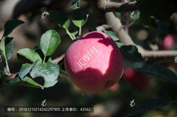 蘋果,蘋果園