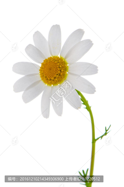雛菊花