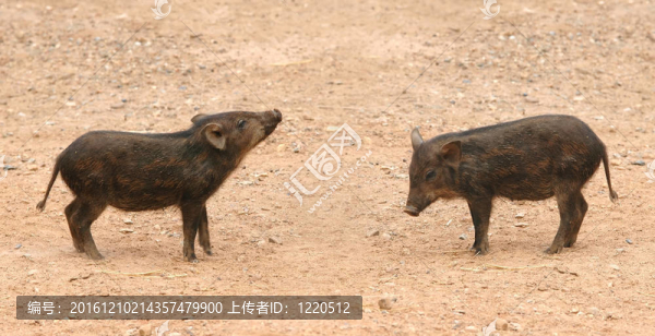 野豬