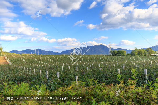 張?jiān)?ài)斐堡國(guó)際酒莊葡萄園