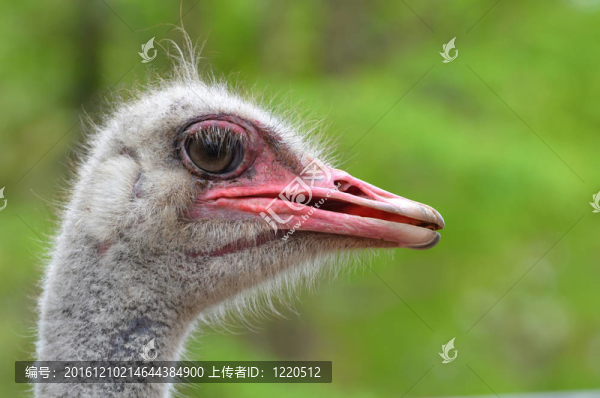 鴕鳥的頭