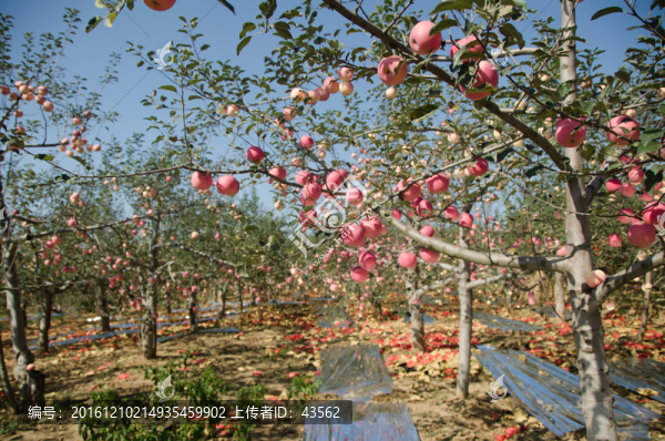 蘋(píng)果,紅蘋(píng)果,紅富士