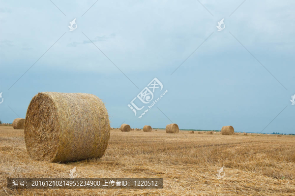 成捆的干草在晴朗的夏日
