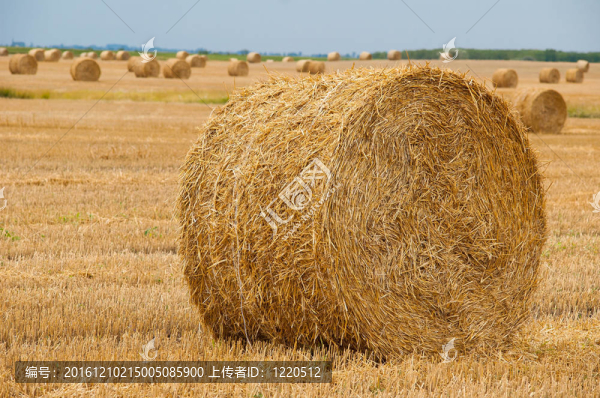 成捆的干草在晴朗的夏日