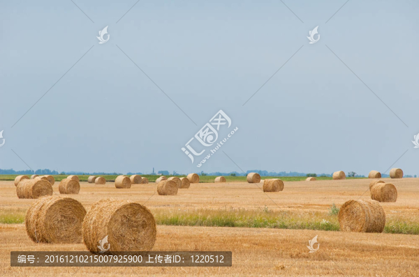 成捆的干草在晴朗的夏日