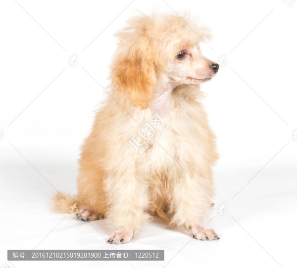 杏色貴賓犬的畫像在白色背景