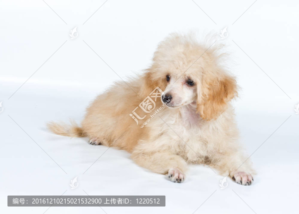 杏色貴賓犬的畫像在白色背景