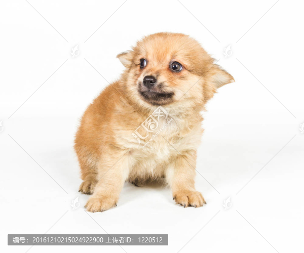 斯皮茨的小狗在白色的背景前。博美犬孤立在白色背景