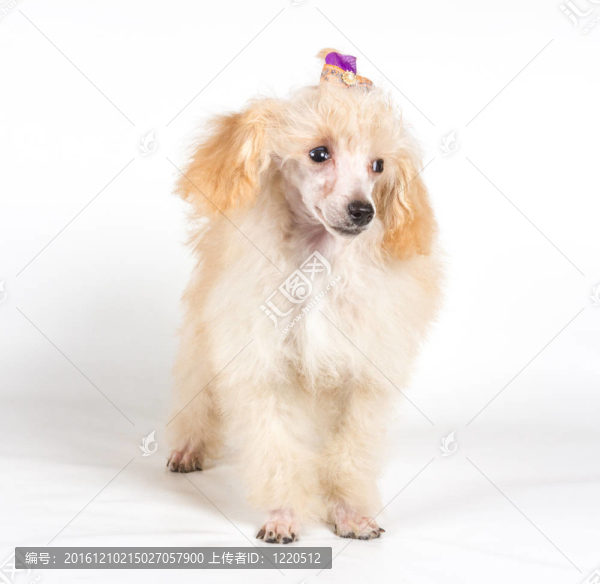 杏色貴賓犬的畫像在白色背景