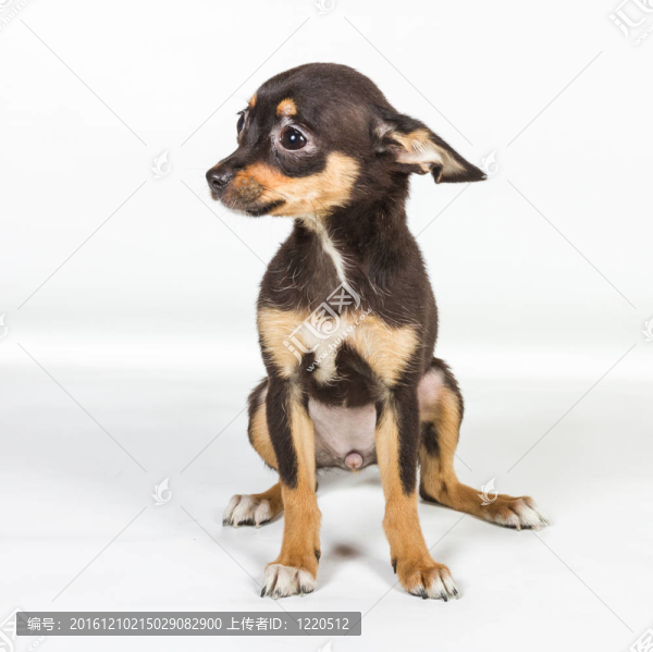 俄羅斯玩具獵犬在白色背景