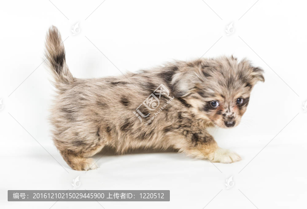 斯皮茨的小狗在白色的背景前。博美犬孤立在白色背景