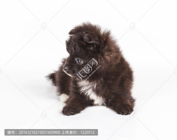 斯皮茨的小狗在白色的背景前。博美犬孤立在白色背景