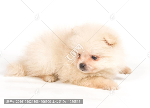 博美犬斯皮茨狗在白色背景