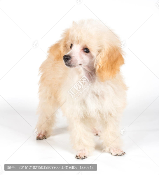 杏色貴賓犬的畫像在白色背景