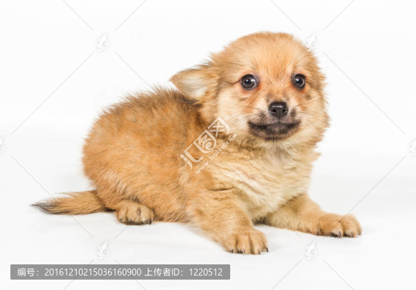 斯皮茨的小狗在白色的背景前。博美犬孤立在白色背景