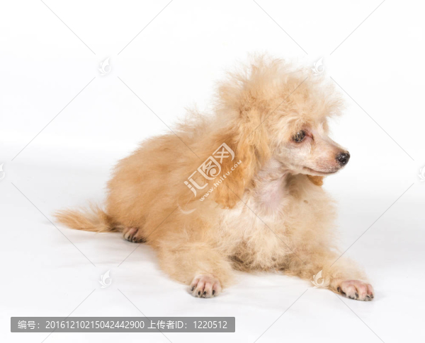 杏色貴賓犬的畫像在白色背景