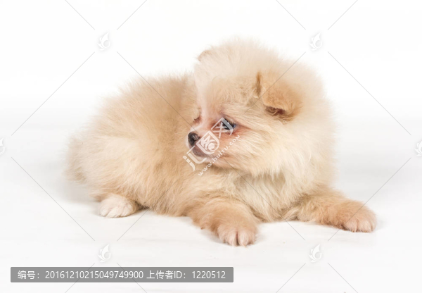 博美犬斯皮茨狗在白色背景