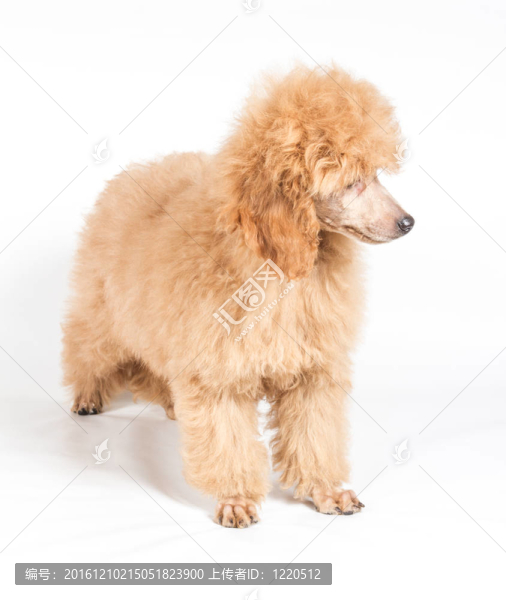 杏色貴賓犬的畫像在白色背景
