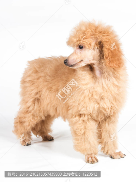 杏色貴賓犬的畫像在白色背景