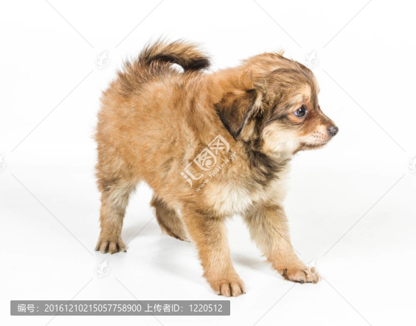 斯皮茨的小狗在白色的背景前。博美犬孤立在白色背景
