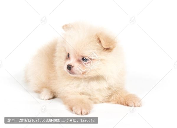 博美犬斯皮茨狗在白色背景