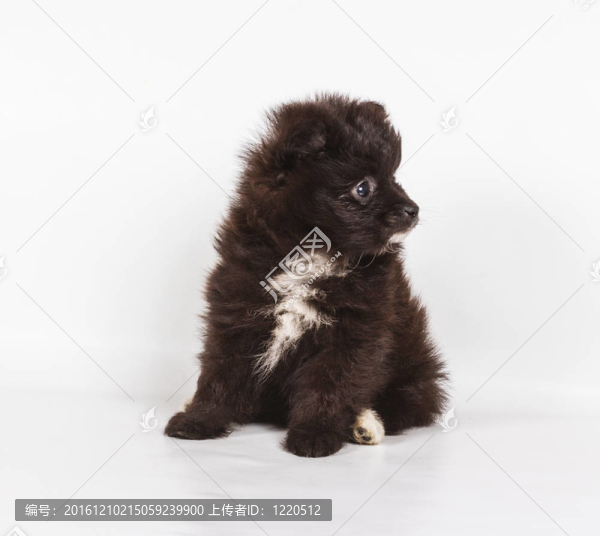 斯皮茨的小狗在白色的背景前。博美犬孤立在白色背景