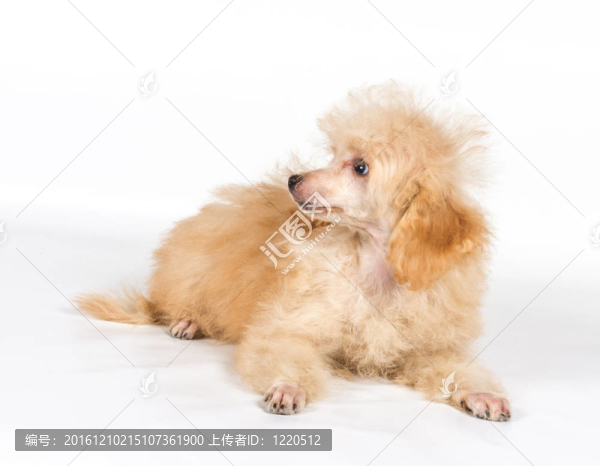 杏色貴賓犬的畫像在白色背景