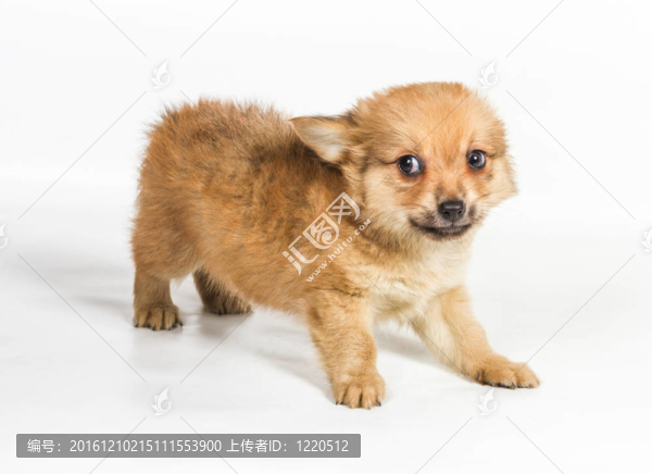 斯皮茨的小狗在白色的背景前。博美犬孤立在白色背景